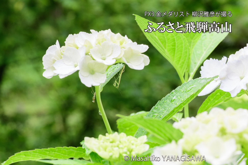 飛騨高山に棲むカマキリの脱皮の写真です。