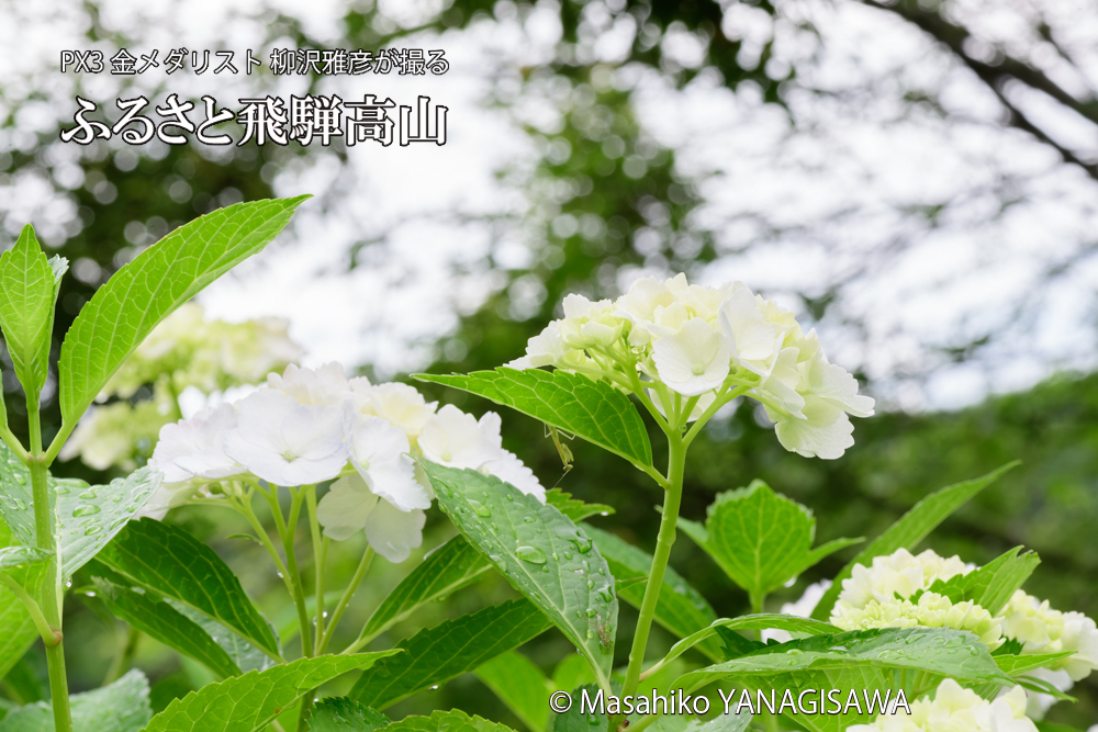 飛騨高山に棲むカマキリの脱皮の写真です。
