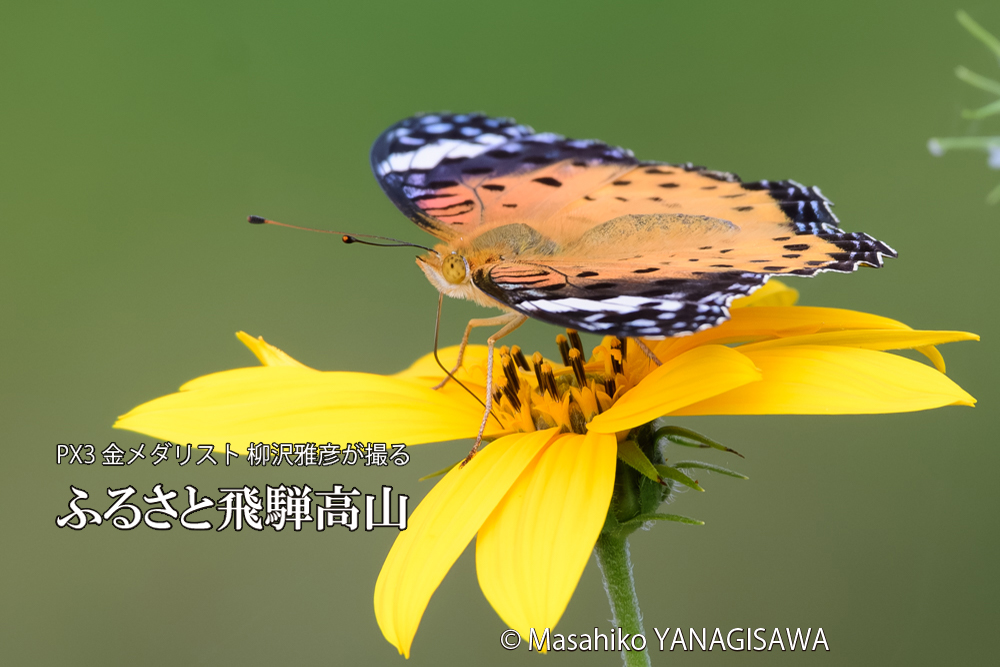 飛騨高山に棲む毒蝶に擬態するツマグロヒョウモン雌の写真です。