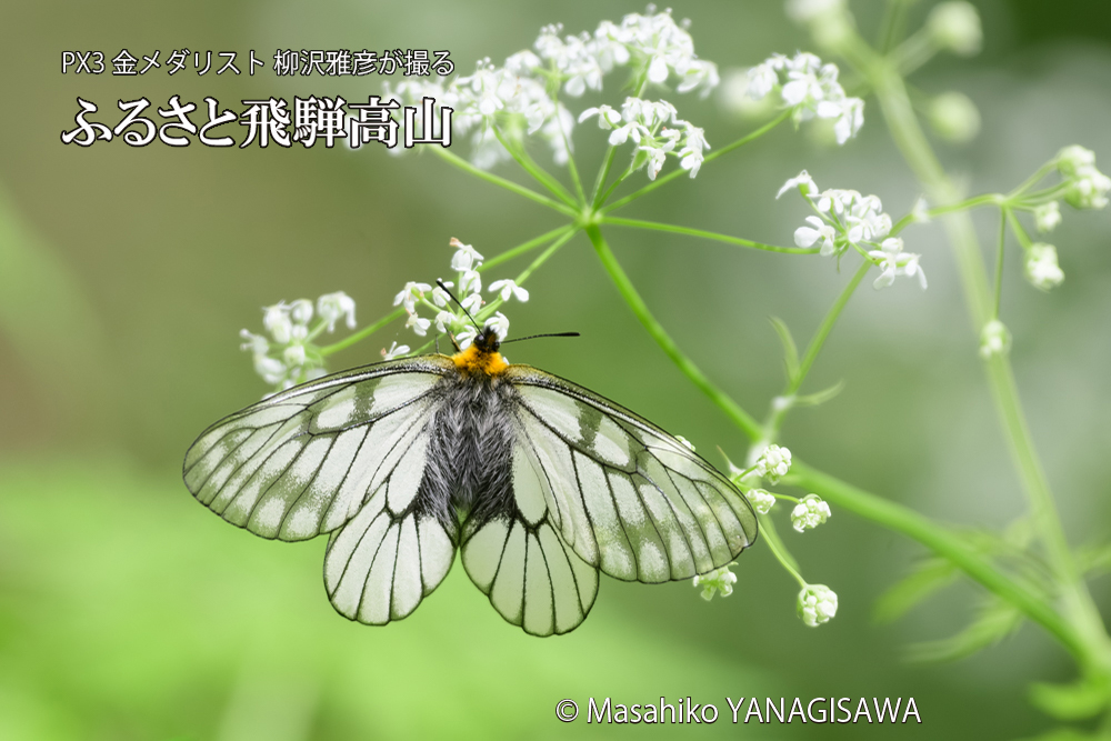 飛騨高山に棲むウスバアゲハの写真です。