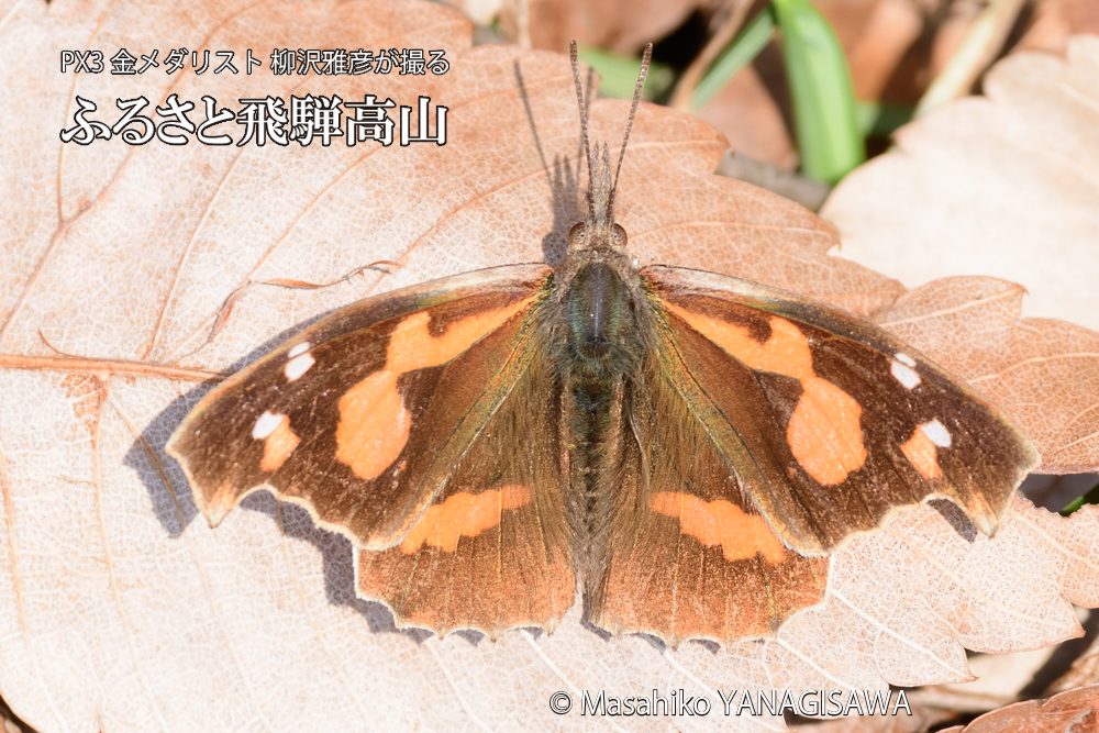 飛騨高山に棲むテングチョウの写真です。