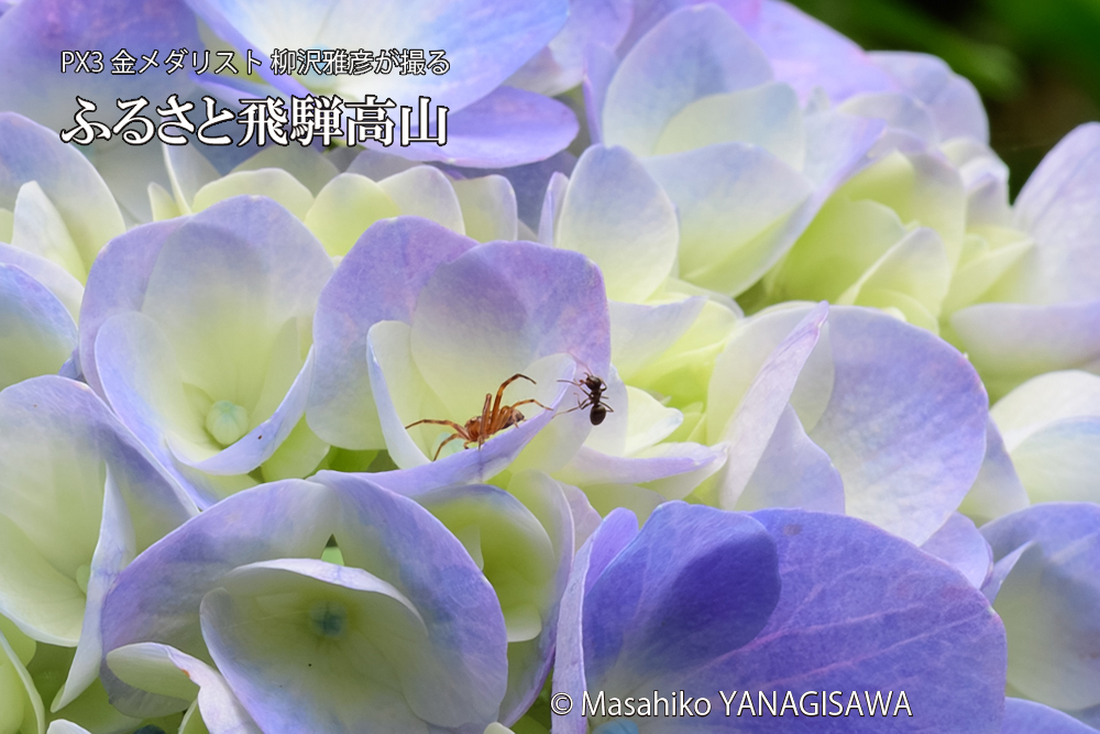 飛騨高山に棲むアリがクモを威嚇する様子の写真です。