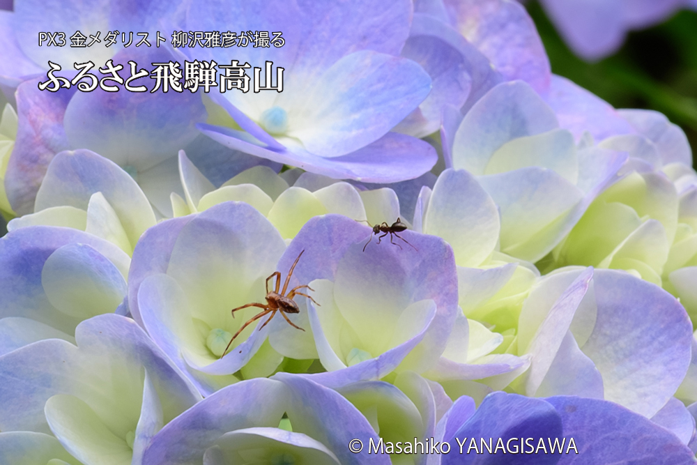 飛騨高山に棲むアリがクモを威嚇する様子の写真です。