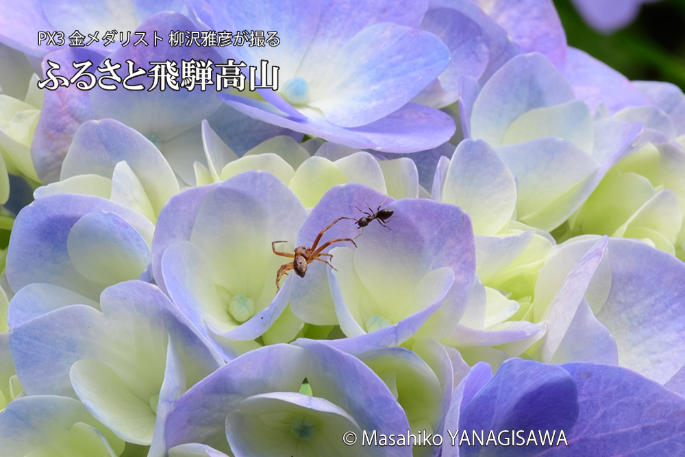 飛騨高山に棲むアリがクモを威嚇する様子の写真です。