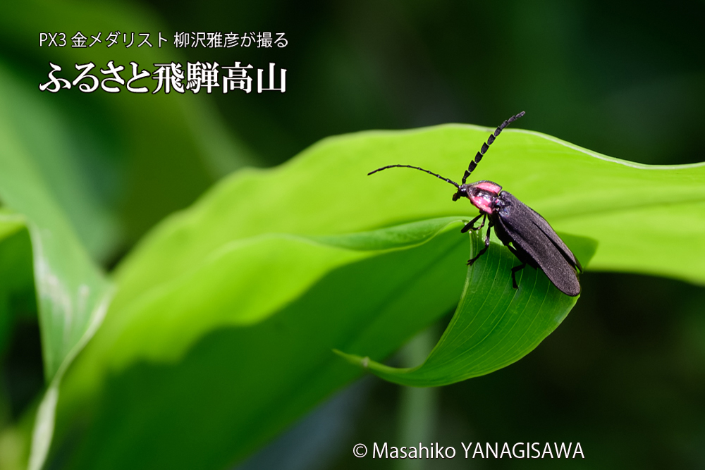 飛騨高山に棲むヘイケボタルの写真です。