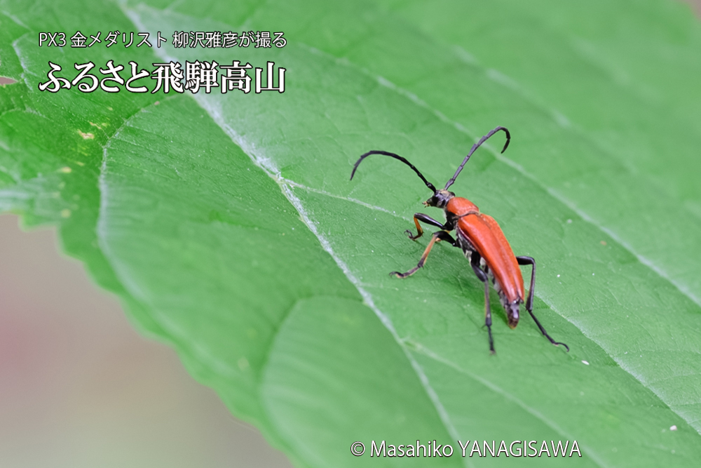 飛騨高山に棲むベニカミキリの写真です。