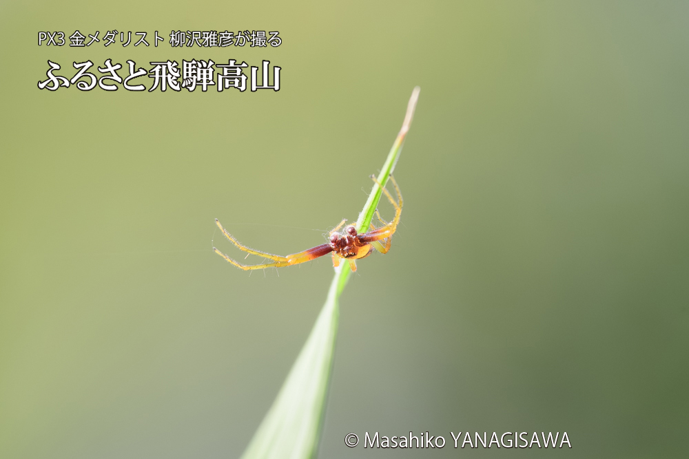 飛騨高山に棲むハナグモの写真です。