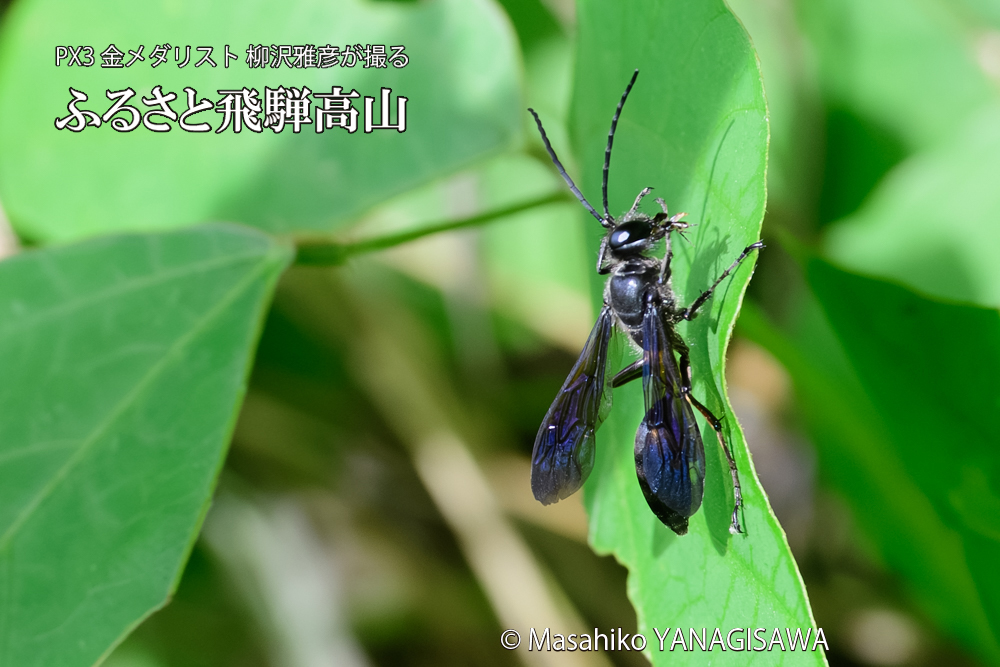 飛騨高山に棲むクロアナバチの写真です。