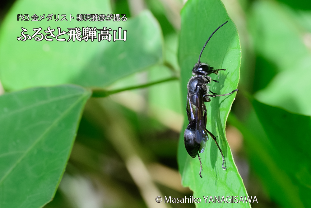 飛騨高山に棲むクロアナバチの写真です。