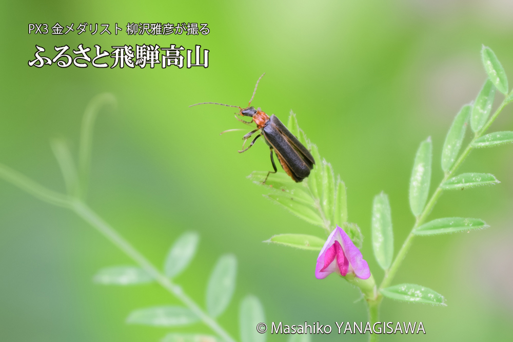 飛騨高山に棲むクビアカジョウカイの写真です。