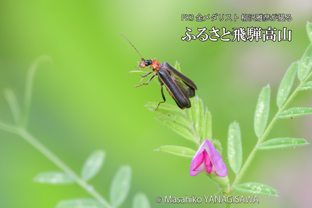 飛騨高山に棲むクビアカジョウカイの写真です。