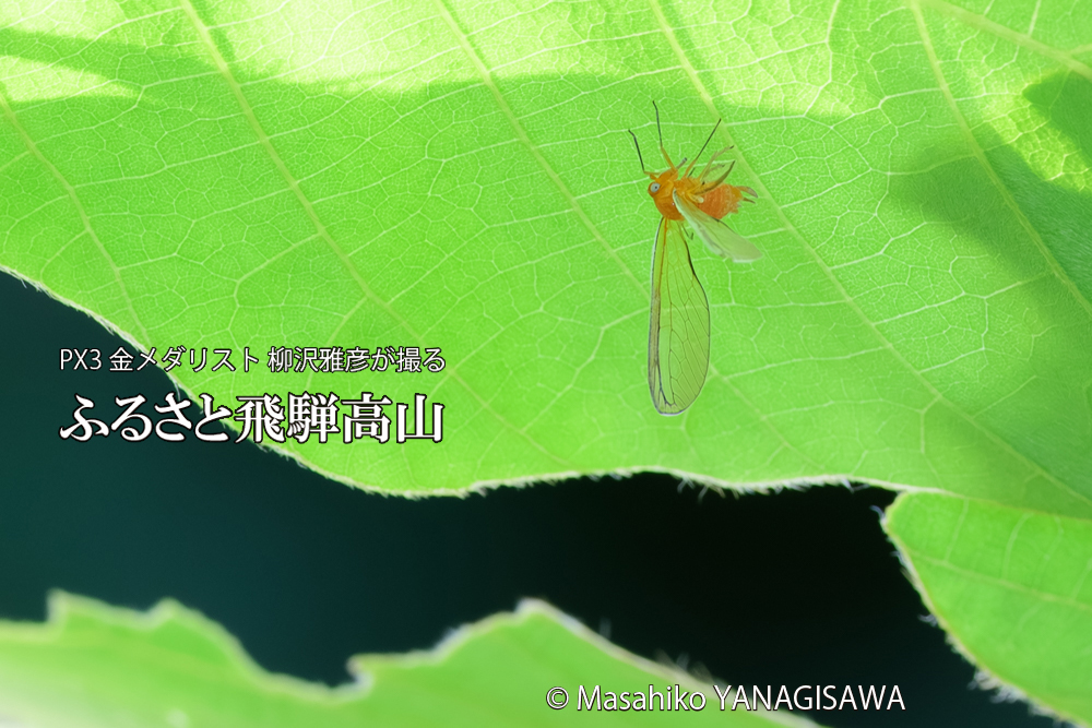 飛騨高山に棲むアカハネナガウンカの写真です。