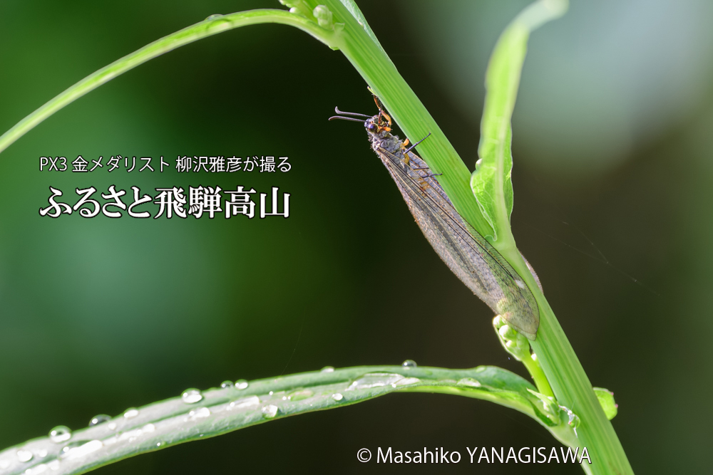 飛騨高山に棲むウスバカゲロウの写真です。