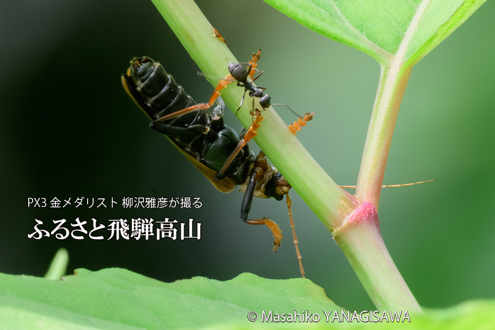 飛騨高山に棲むアリに苦戦するジョウカイボンの写真です。