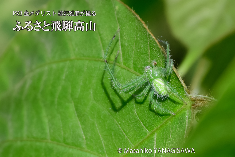 飛騨高山に棲むワカバグモの写真です。