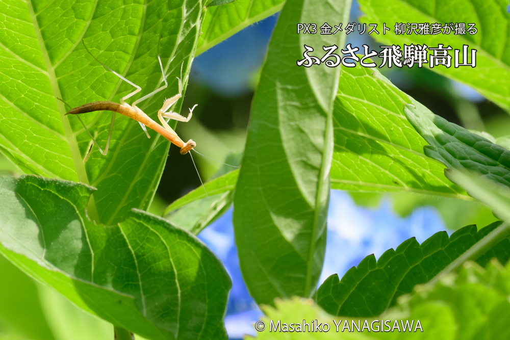 飛騨高山に棲むカマキリの写真です。