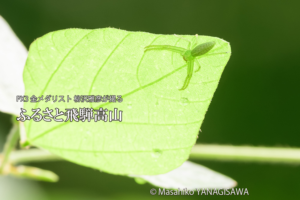 飛騨高山に棲む葉の裏で獲物を待ち伏せするワカバグモの写真です。