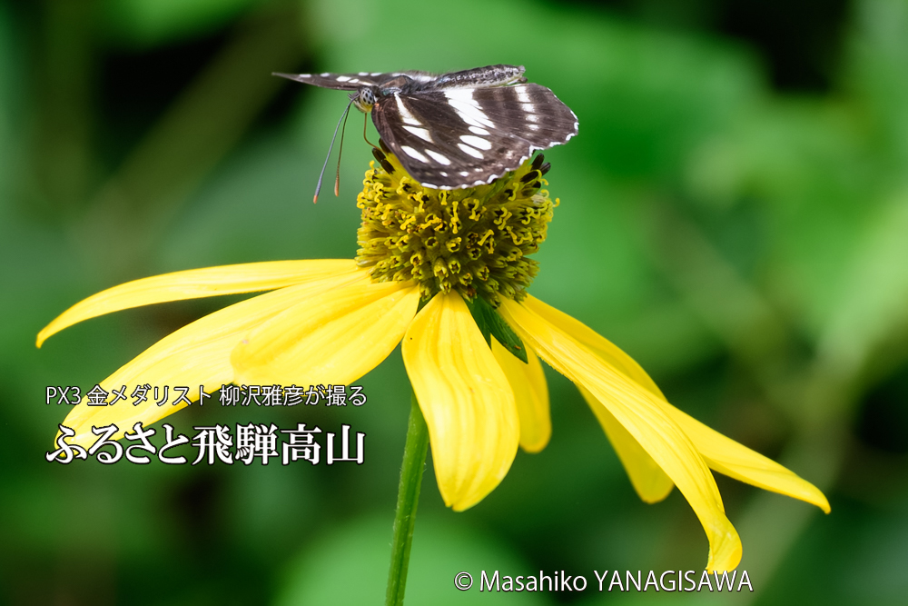 飛騨高山に棲むミスジチョウの写真です。