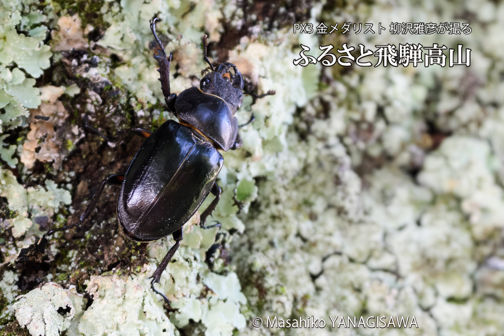 飛騨高山に棲むクワガタの散歩を邪魔するアリの写真です。