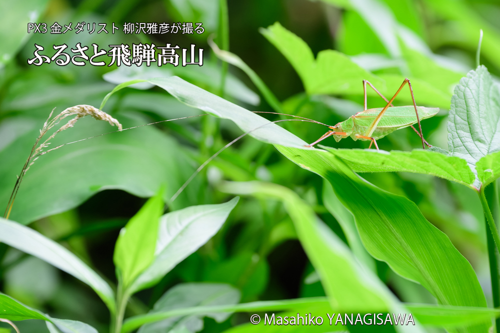 飛騨高山に棲むアシグロツユムシの写真です。