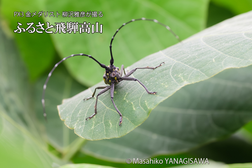 飛騨高山に棲むキボシカミキリの写真です。