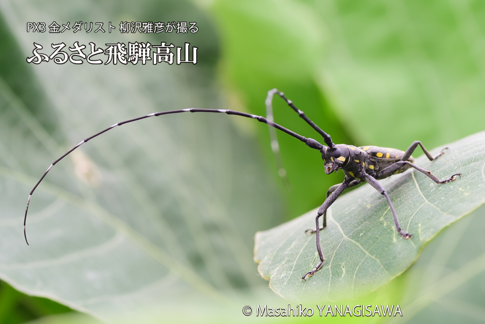 飛騨高山に棲むキボシカミキリの写真です。