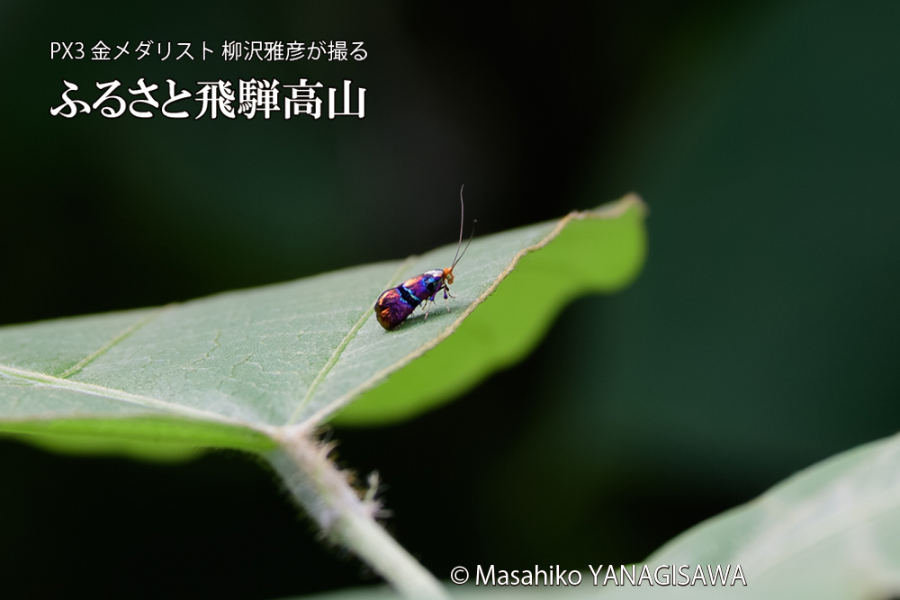飛騨高山に棲むヒゲナガの写真です。