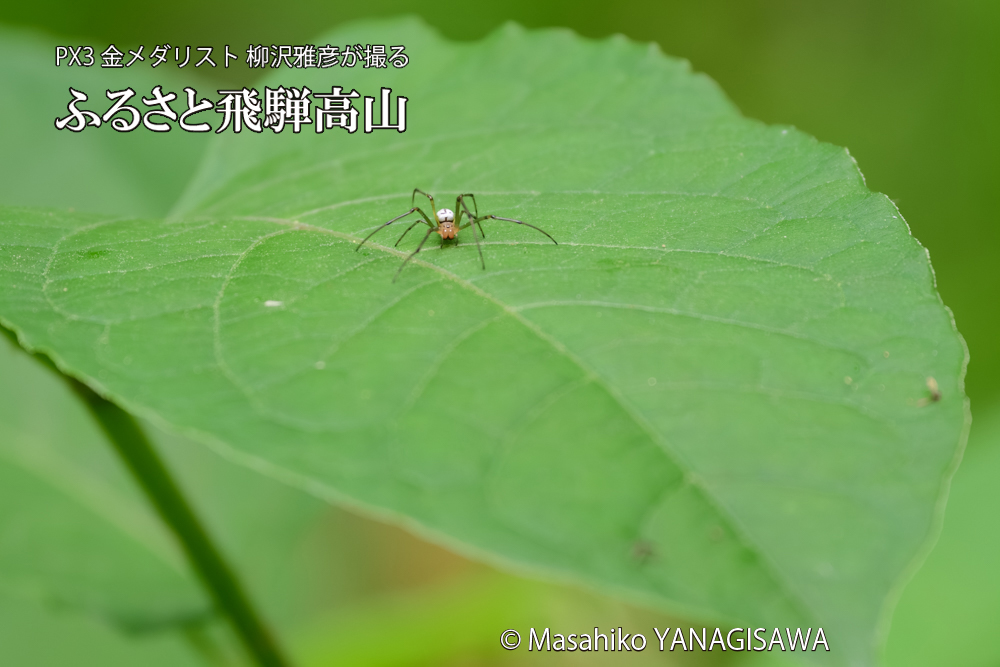 飛騨高山に棲むアシナガグモの狩りの写真です。