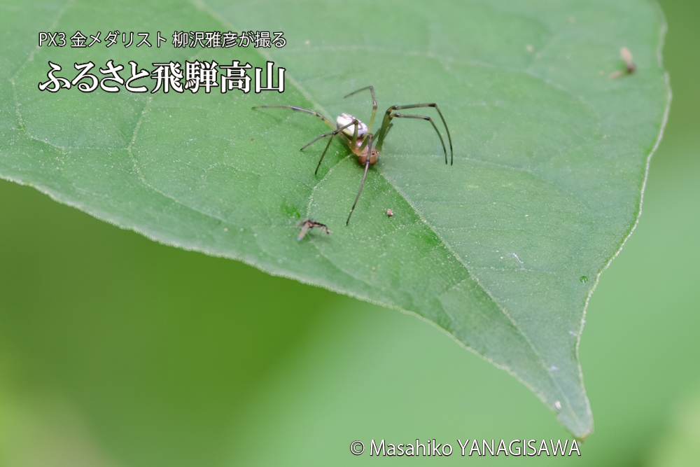 飛騨高山に棲むアシナガグモの狩りの写真です。