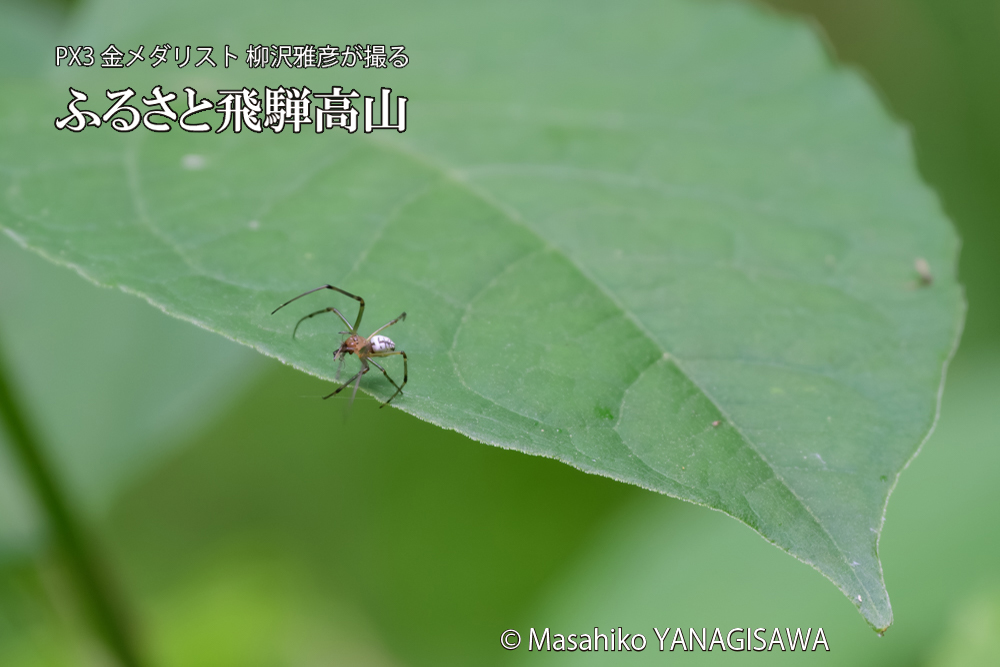 飛騨高山に棲むアシナガグモの狩りの写真です。