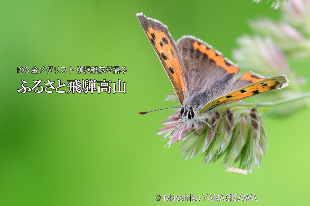 飛騨高山に棲むシジミチョウの写真です。