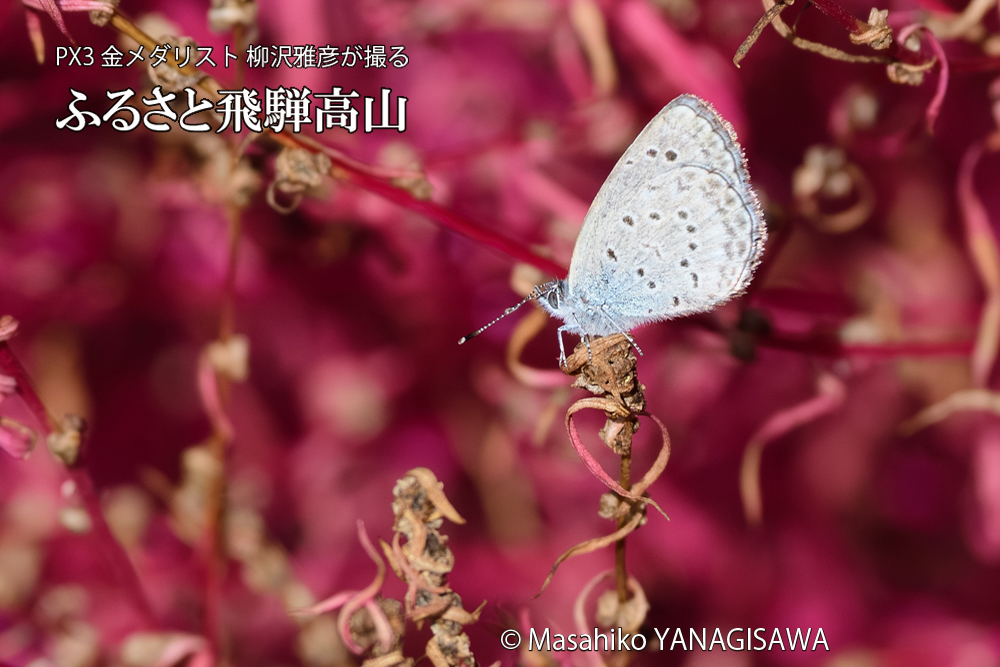飛騨高山に棲むシジミチョウの写真です。