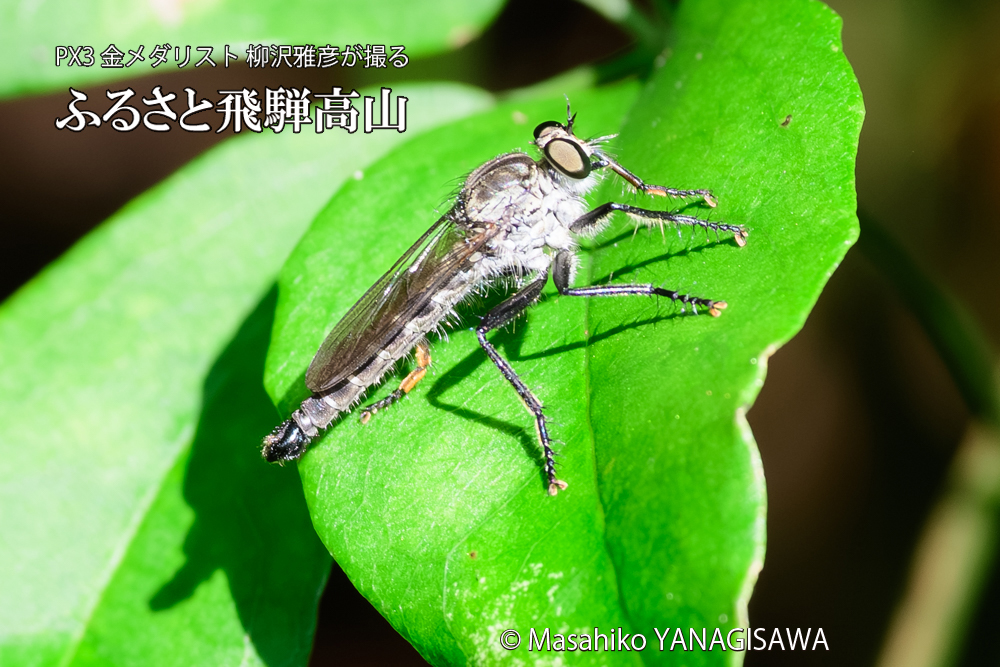 飛騨高山に棲むムシヒキアブの写真です。