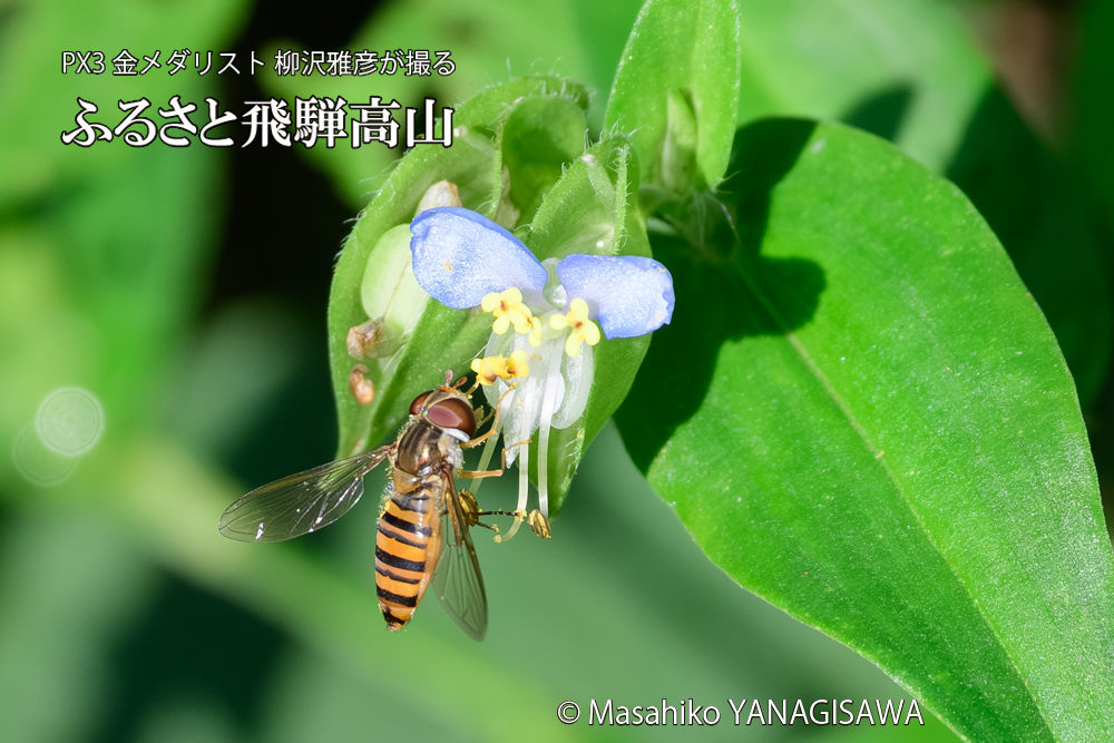 飛騨高山に棲むヒラタアブの写真です。