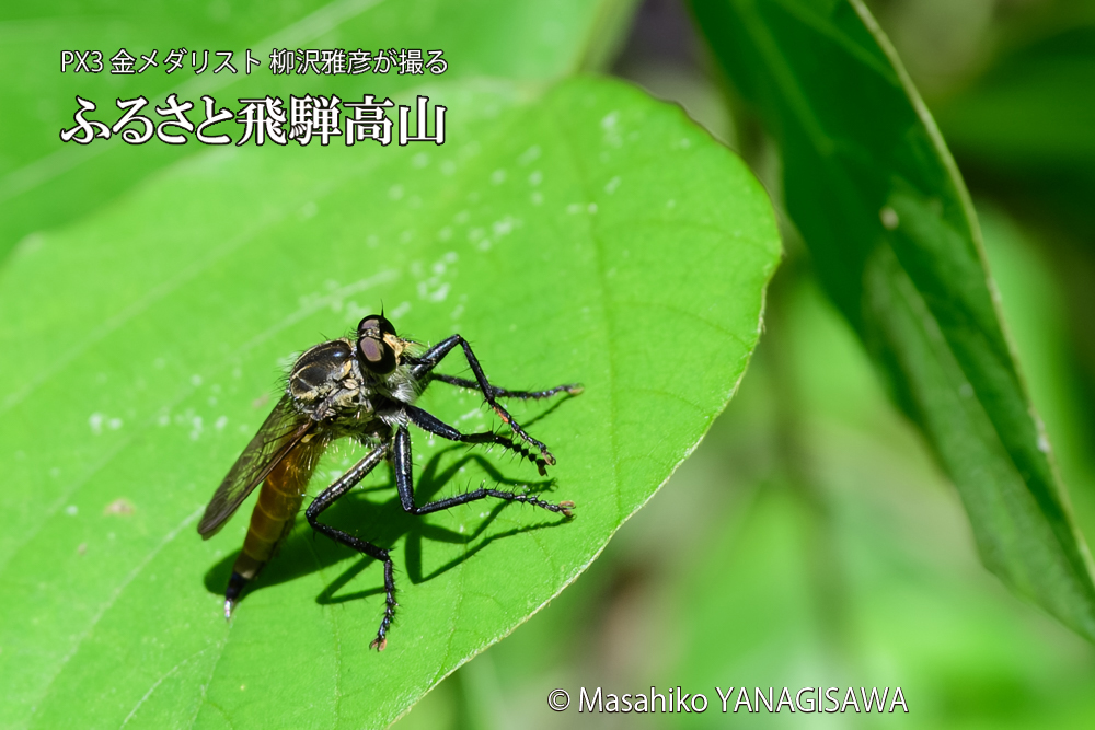飛騨高山に棲むムシヒキアブの写真です。