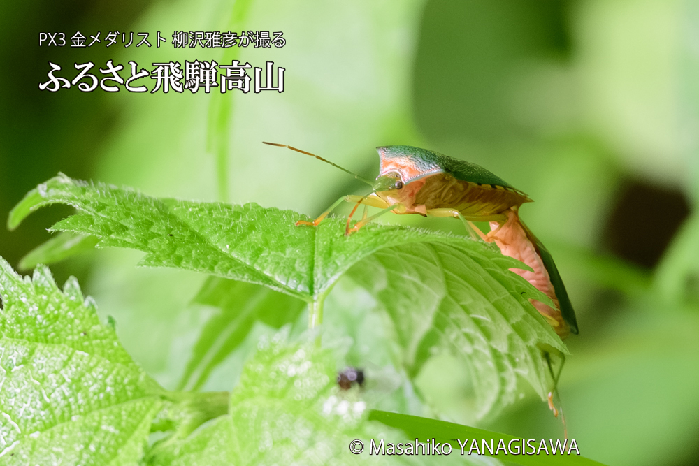 飛騨高山に棲むセアカツノカメムシの写真です。