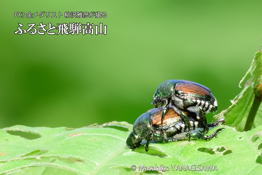 飛騨高山に棲むマメコガネの写真です。