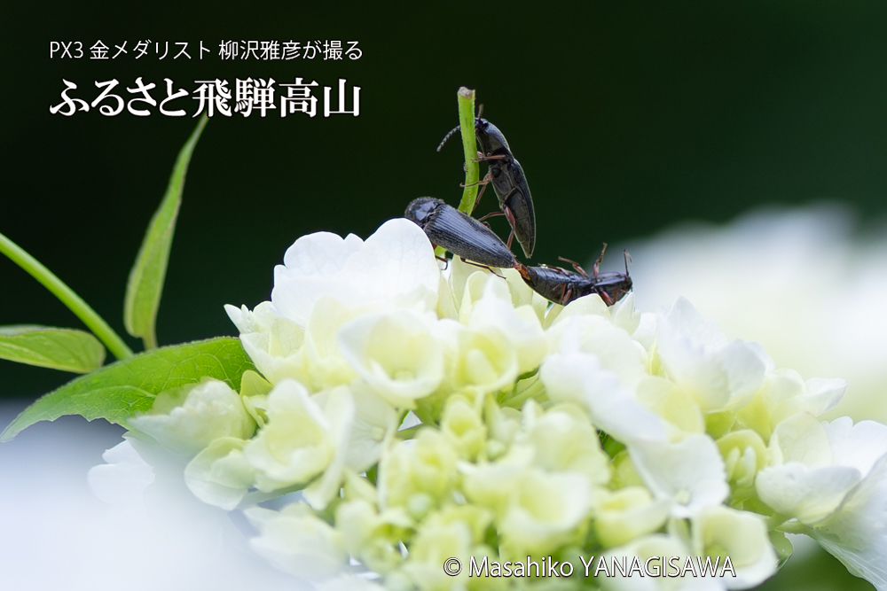 飛騨高山に棲むコメツキムシの写真です。