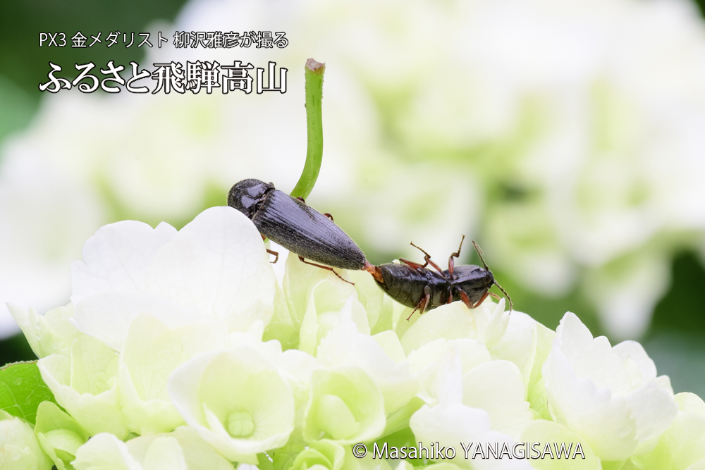 飛騨高山に棲むコメツキムシの写真です。