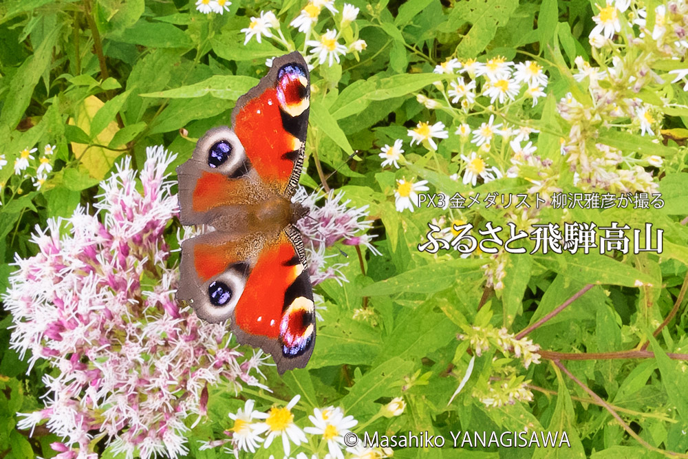 飛騨高山に棲むクジャクチョウの写真です。