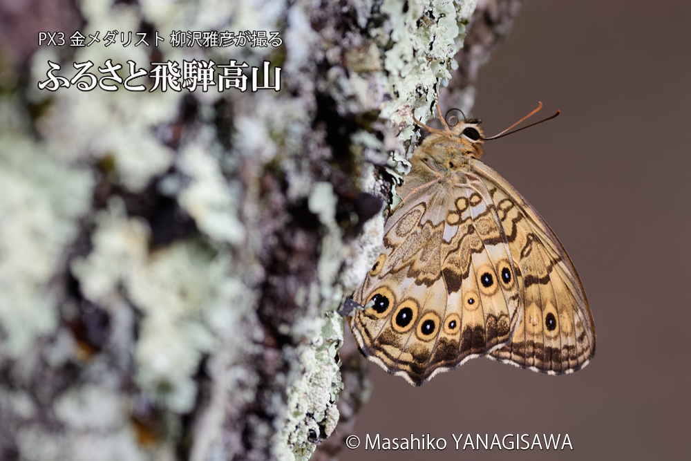 飛騨高山に棲むサトキマダラヒカゲの写真です。