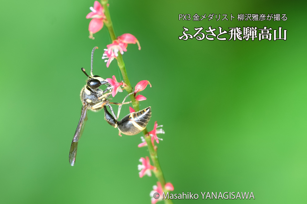 飛騨高山に棲むスズバチの写真です。