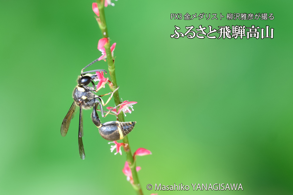 飛騨高山に棲むスズバチの写真です。