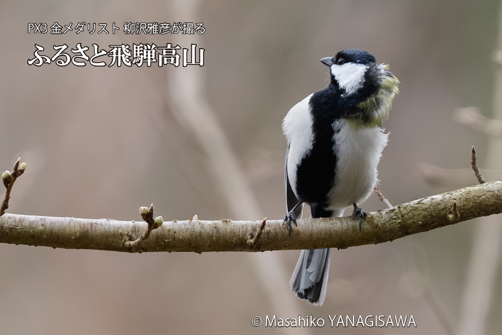 飛騨高山に棲むシジュウカラの写真です。
