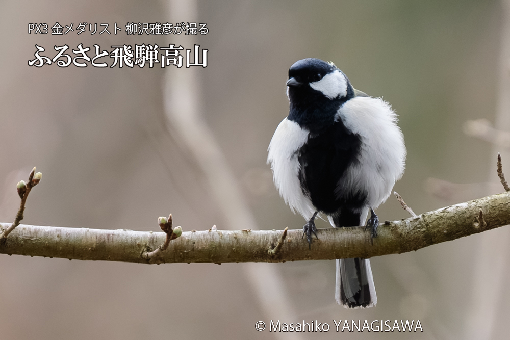飛騨高山に棲むシジュウカラの写真です。