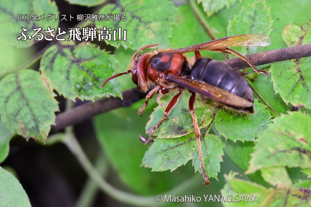 飛騨高山に棲むチャイロスズメバチの写真です。