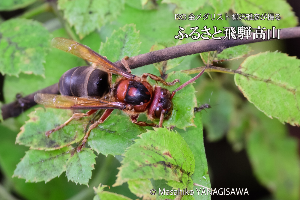 飛騨高山に棲むチャイロスズメバチの写真です。