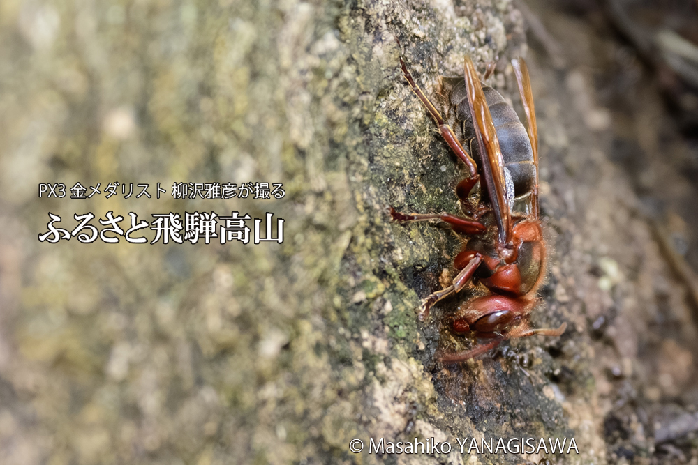 飛騨高山に棲むチャイロスズメバチの写真です。