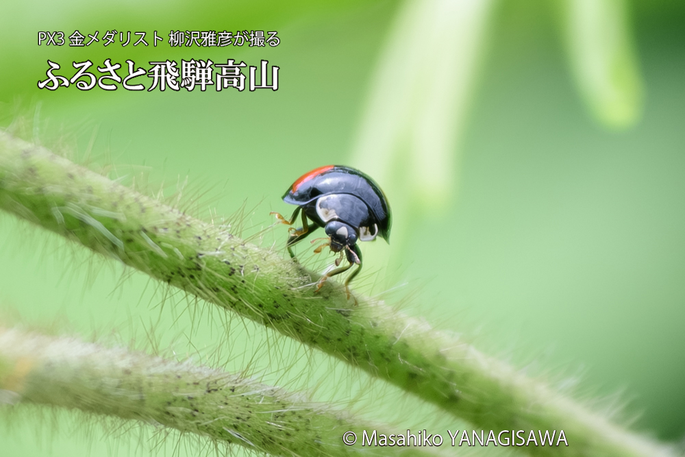 飛騨高山に棲むテントウムシの写真です。