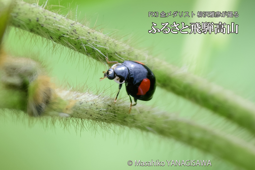 飛騨高山に棲むテントウムシの写真です。